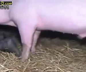 근접 돼지 섹스를 보여주는 수간 비디오